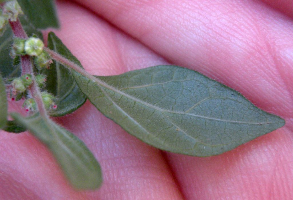 Parietaria judaica / Vetriola minore